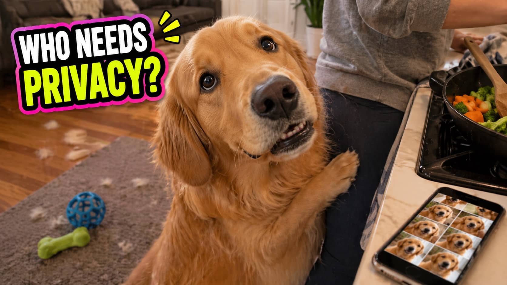 Golden retriever staring up at owner in kitchen with text overlay about dog wanting no privacy.