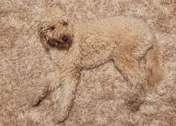 A doodle blending into a rug in an accidental camouflage photo.