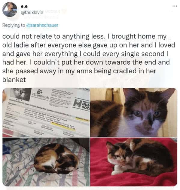 Twitter user shares photos and adoption papers of beloved senior calico cat who passed away