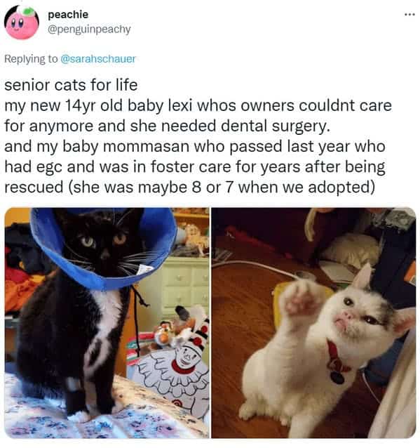 Peachie tweet showing adopted senior cats Lexi and Mommasan recovering after surgery and rescue