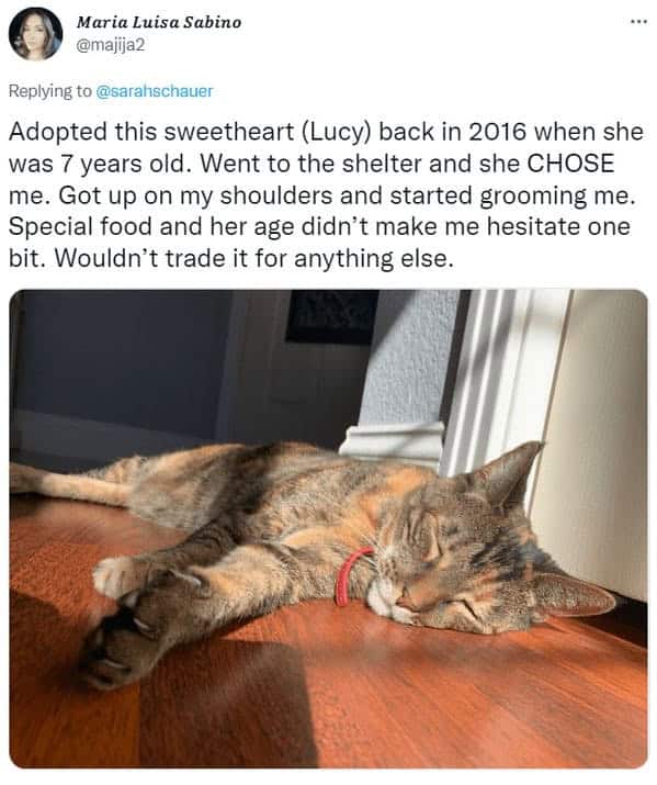 Maria Luisa Sabino tweet shows adopted senior tabby Lucy sleeping in sunbeam on wood floor