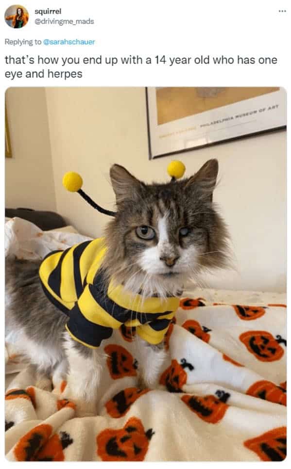 Reply shows senior tabby cat wearing bumblebee costume on pumpkin blanket after adoption