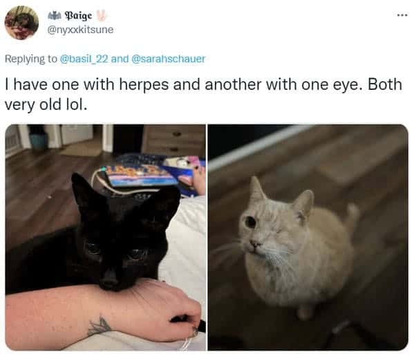 Twitter user Paige shares photos of two adopted senior cats one black and one cream colored