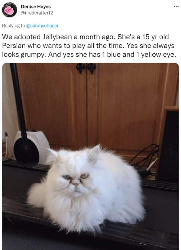Denise Hayes shares photo of 15-year-old white Persian cat Jellybean with heterochromia