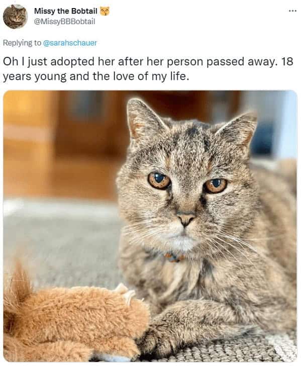 Missy the Bobtail tweet showing adopted 18-year-old senior cat after previous owner passed away