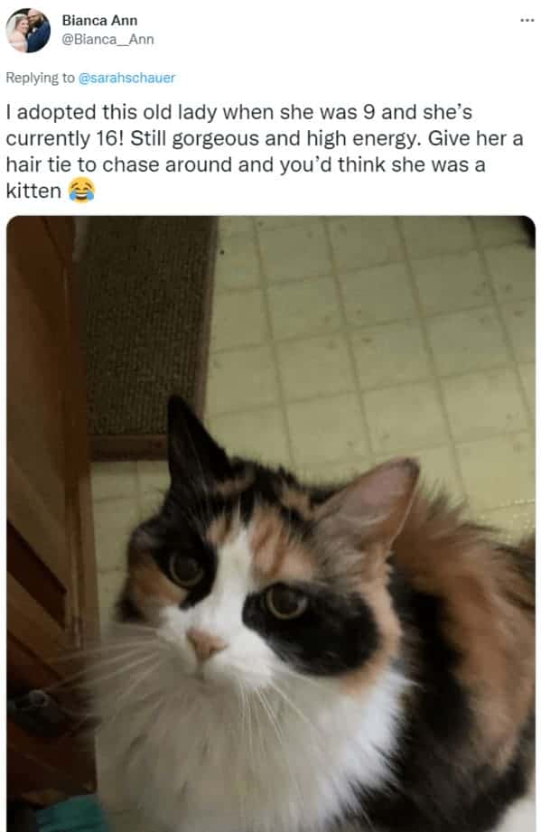 Bianca Ann shares photo of beautiful calico senior cat adopted at age nine still playful