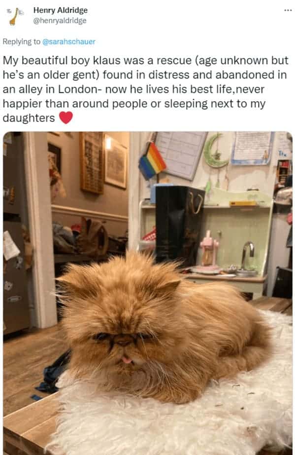 Henry Aldridge tweet shows rescued fluffy ginger cat Klaus abandoned in London alley now happy