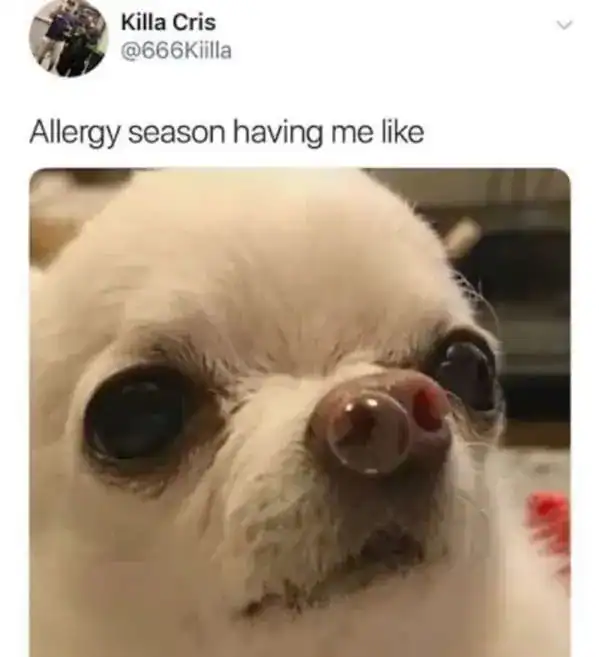 Allergy season meme featuring puffy-eyed watery-nosed white Chihuahua captioned "allergy season having me like"