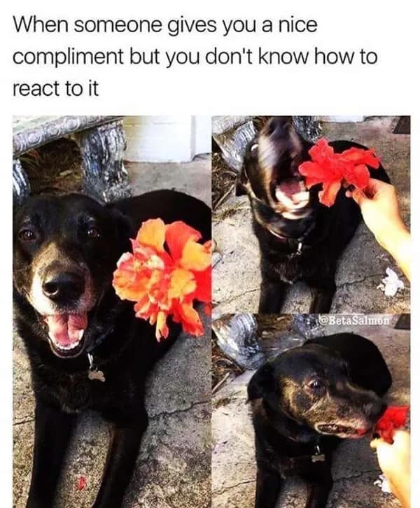 A three-panel awkward meme featuring a black dog being offered a red hibiscus flower. The dog goes from a happy smile to an aggressive, wide-eyed chomp on the flower, captioned: "When someone gives you a nice compliment but you don't know how to react to it."