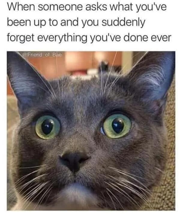 An awkward meme featuring a wide-eyed grey cat staring into the camera with absolute terror and zero thoughts. The text perfectly describes the brain-fog of small talk: "When someone asks what you've been up to and you suddenly forget everything you've done ever."