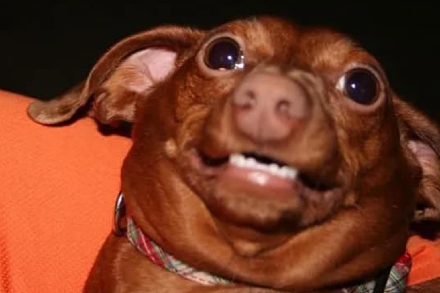 A gallery of awkward memes featuring a Furby staring out a window in an existential crisis, a raw pie crust with a depressed face, and a tiny baby koala clinging desperately to a person's boot.