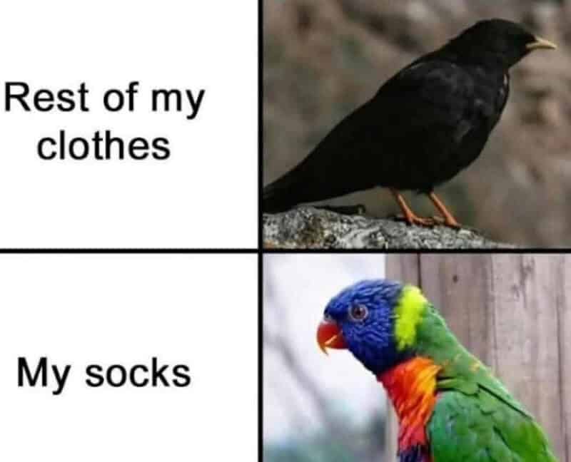 Two panel bird meme comparing plain black crow to colorful rainbow lorikeet representing boring versus fun socks
