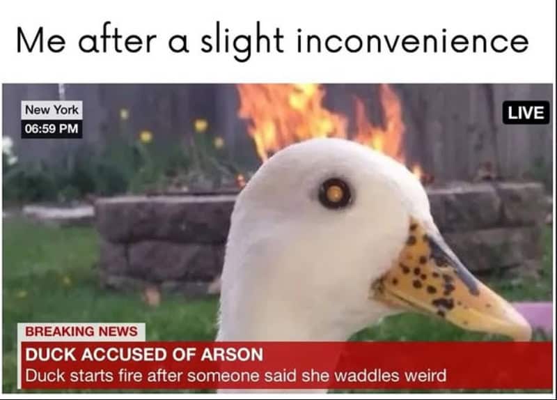 : Fake breaking news broadcast meme of duck in front of fire accused of arson after being told she waddles weird