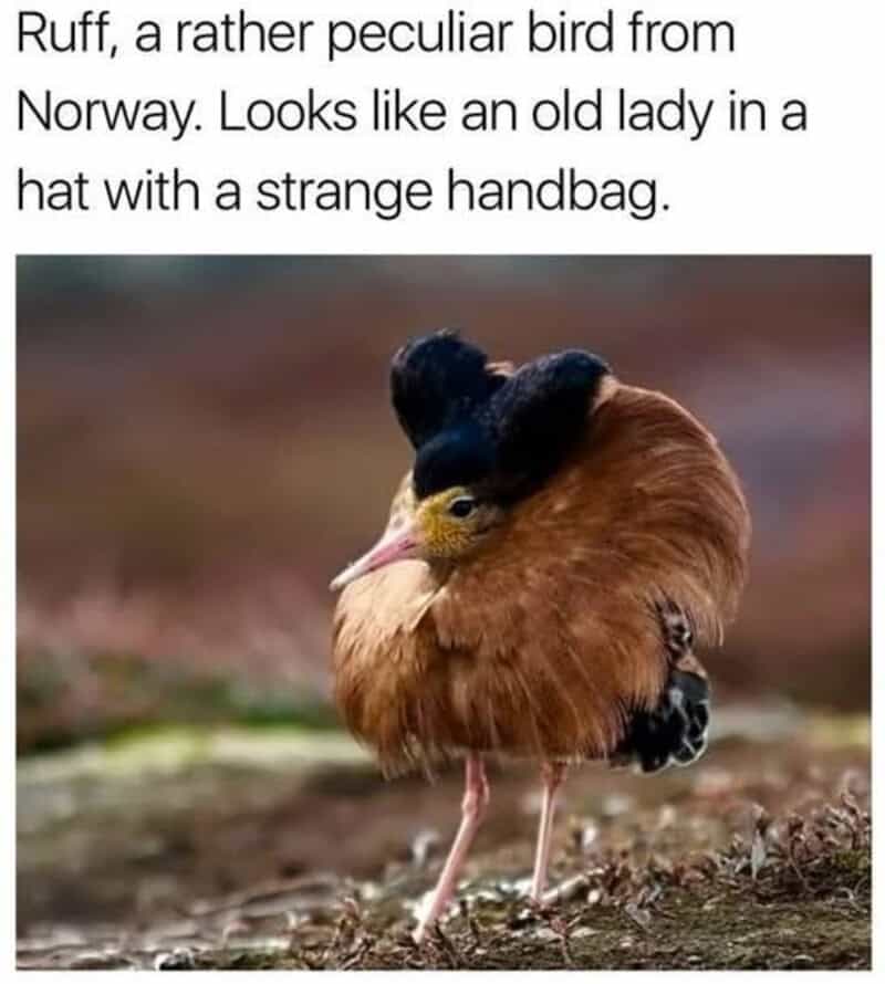 Ruff bird from Norway with puffy brown plumage and black cap resembling an old lady wearing a fancy hat