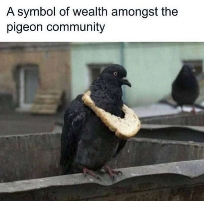 Pigeon wearing a circular piece of bread around its neck like a necklace labeled symbol of pigeon community wealth