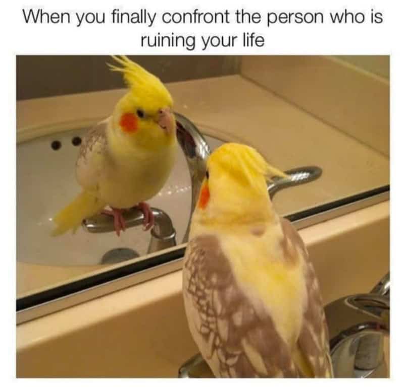 ellow cockatiel bird staring at its own reflection in bathroom mirror captioned confronting the person ruining your life