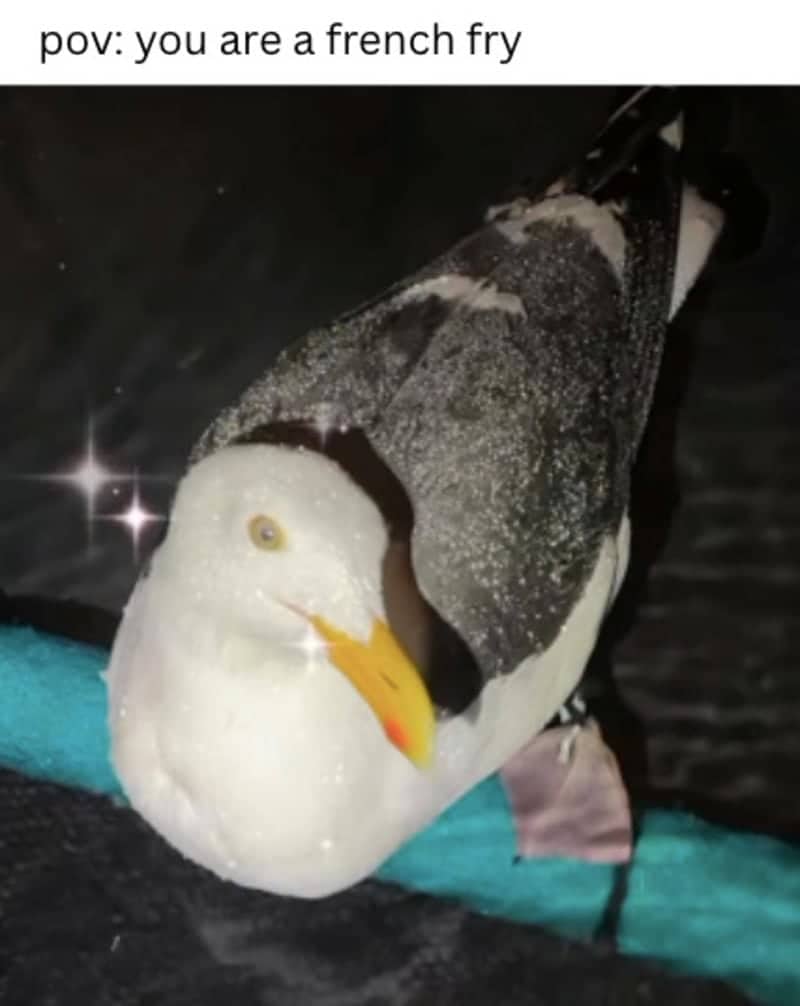 Close up of glitter covered seagull staring directly into camera captioned from the perspective of a french fry