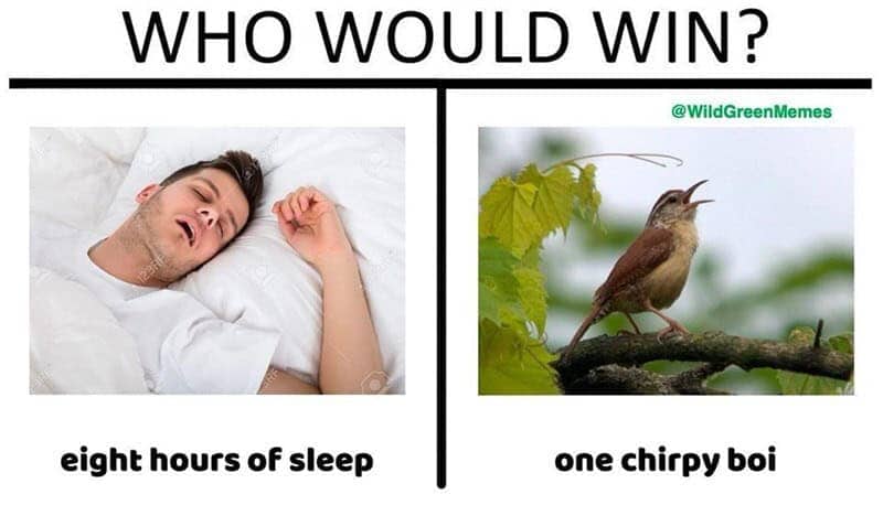 Who would win meme pitting eight hours of sleep against one loud chirping bird on a branch