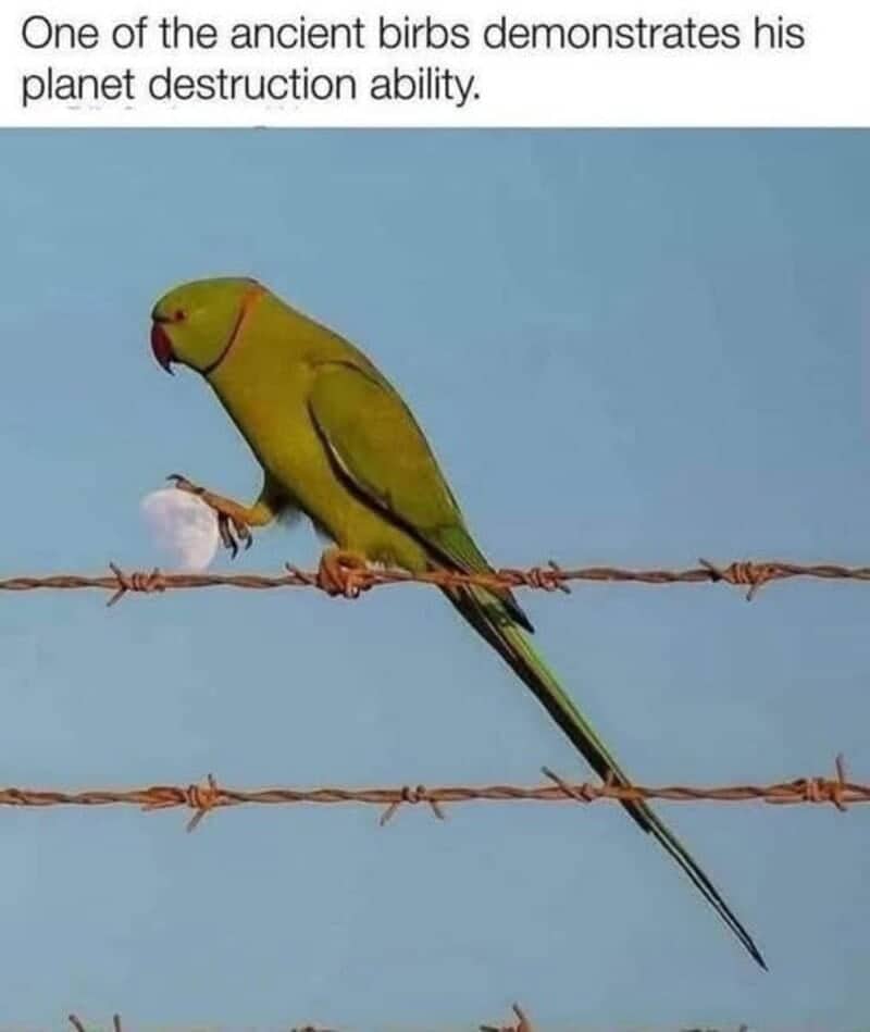 Green ring-necked parakeet perched on barbed wire appearing to hold the moon in its talons