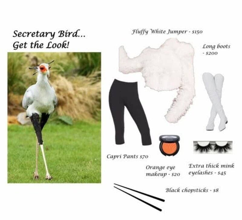 Secretary bird fashion guide meme suggesting fluffy jumper capri pants orange eye makeup and black chopsticks to copy the look