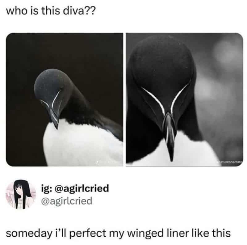 Razorbill seabird with perfectly symmetrical white facial markings compared to flawless winged eyeliner in viral tweet