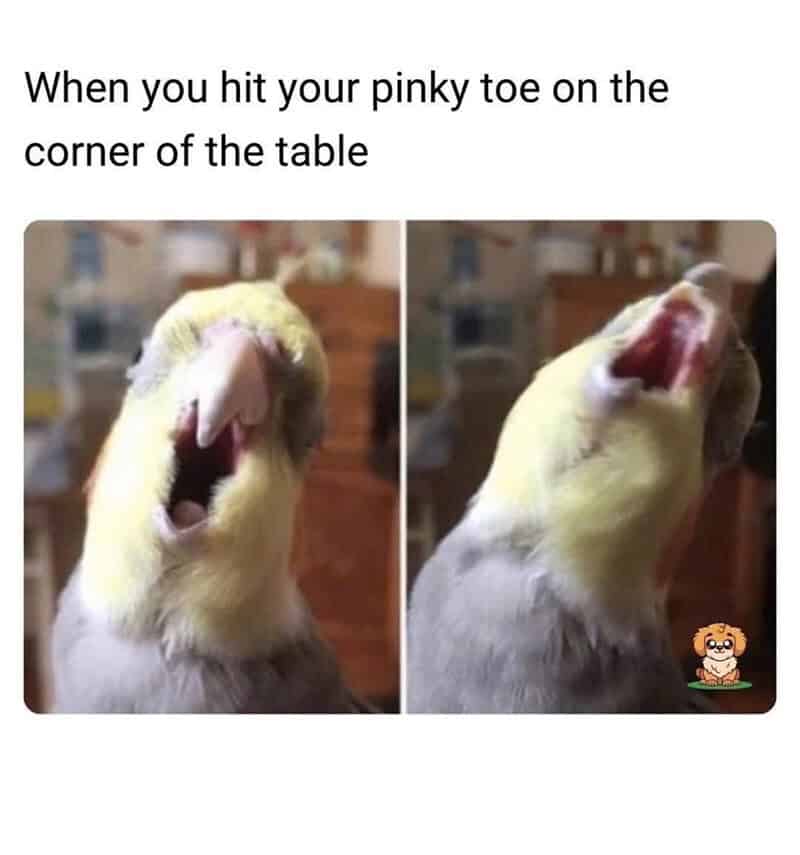 Cockatiel bird with wide open beak in two panel meme captioned reacting to hitting pinky toe on table corner
