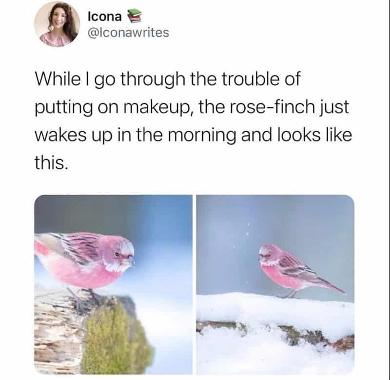Twitter post comparing effort of applying makeup to pink rose finch bird that wakes up perfectly colored naturally