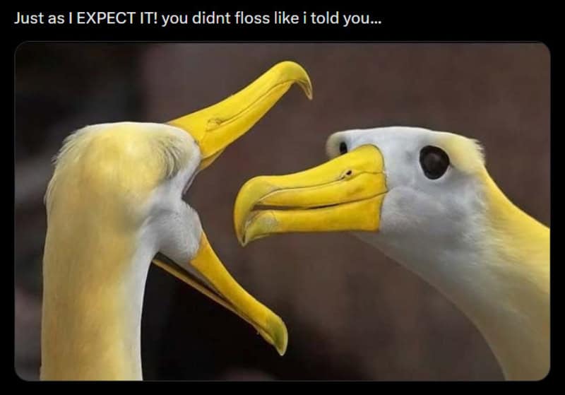 Two albatrosses facing each other with hooked beaks captioned as dentist scolding patient for not flossing