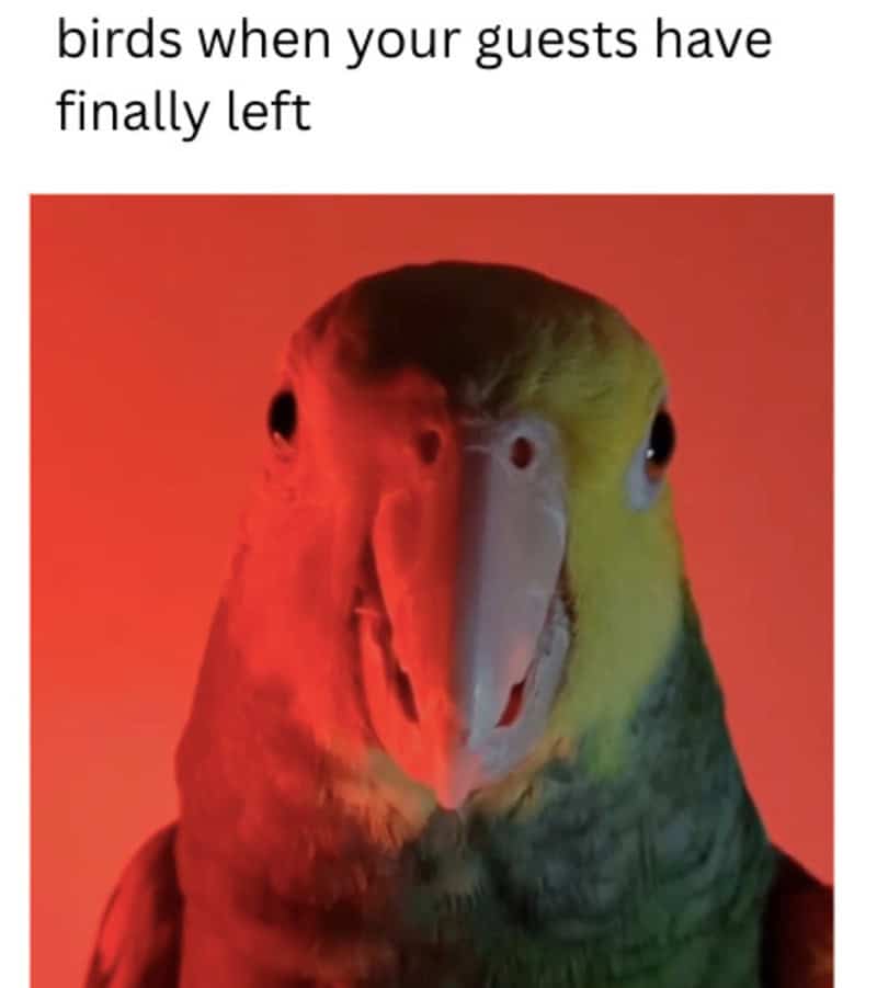 Green and red parrot with intense unsettling stare captioned as how birds look when houseguests finally leave