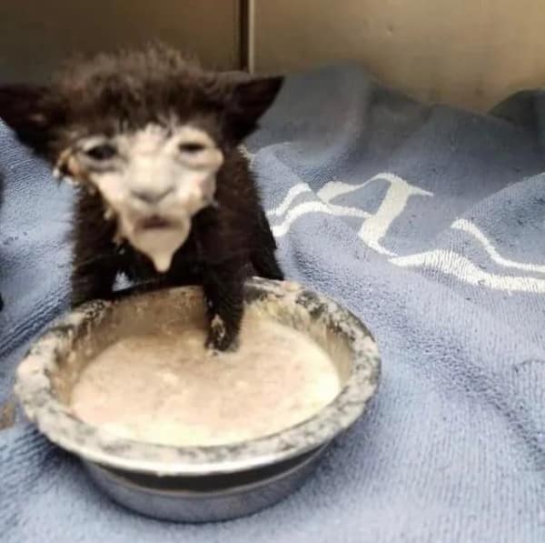 blursed image of a tiny, pitch-black kitten that has clearly lost a battle with a bowl of milk. Its entire face is caked in thick, white cream, making it look like a miniature, disgruntled member of a 1920s horror film cast.