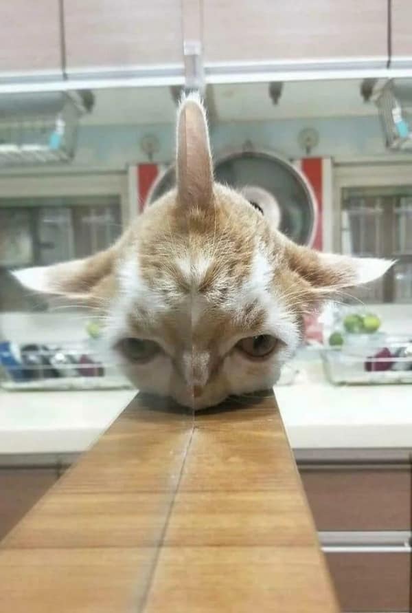 blursed image featuring an orange tabby cat resting its head on the edge of a clear glass table. The refraction through the glass distorts the cat's face into a flat, wide, hammerhead-style alien creature with eyes on the far sides of its head.