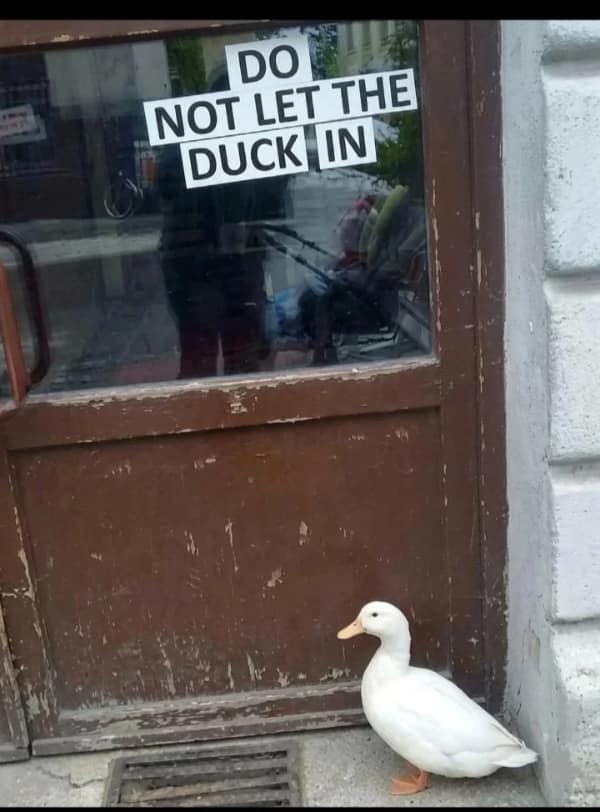 A hilarious blursed image of a white Pekin duck standing patiently on a sidewalk in front of a weathered brown door. A sign taped to the glass above the duck reads in bold, capital letters: "DO NOT LET THE DUCK IN."