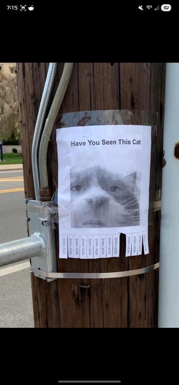 A blursed image of a missing pet flyer taped to a wooden utility pole. The headline asks "Have You Seen This Cat" above a low-resolution photo of a cat with a strange, human-like face. The pull-off tabs at the bottom, instead of phone numbers, all simply say "NOW I HAVE."