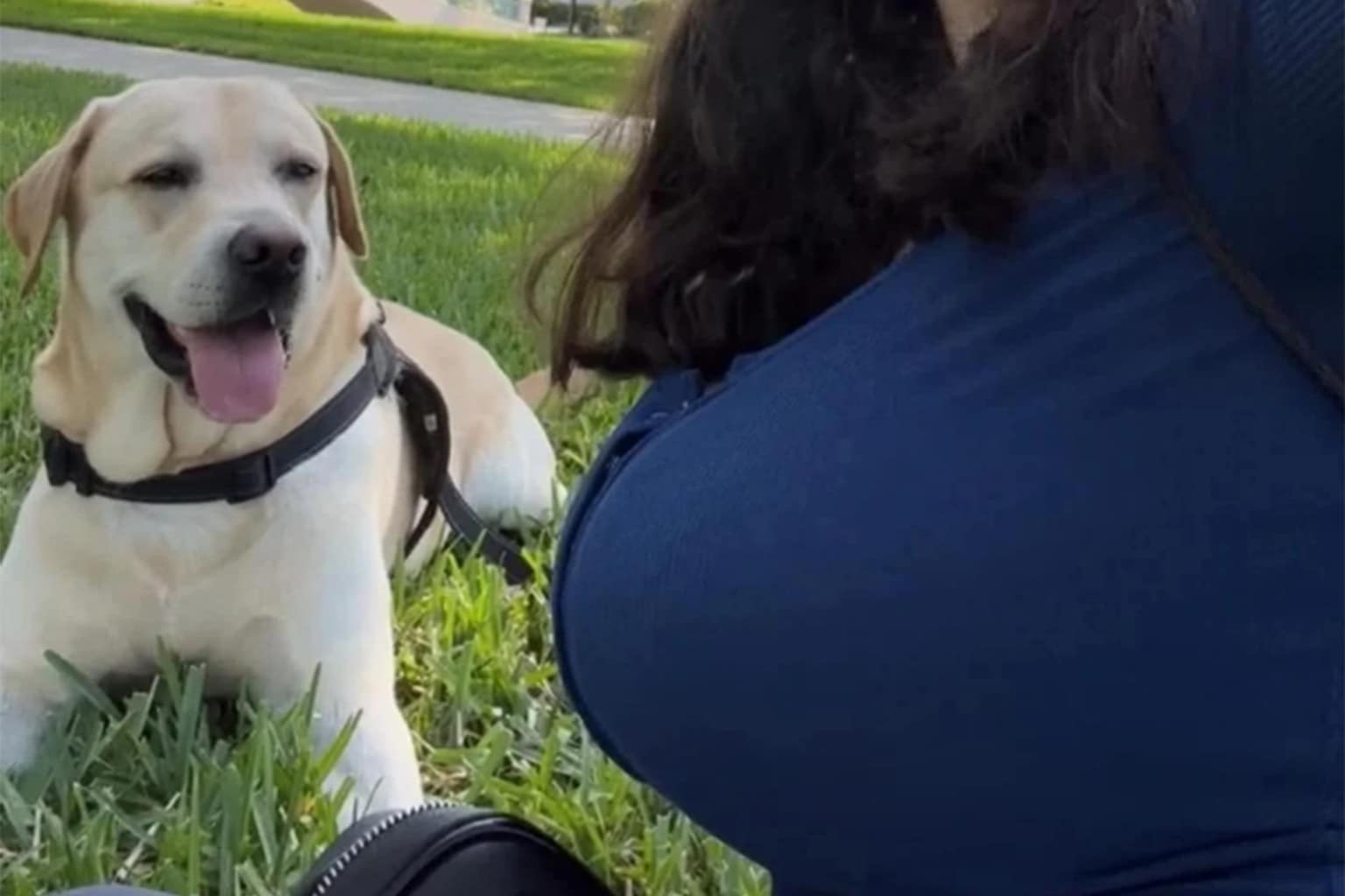 blursed image gallery that defines the "curse" of 2026 aesthetics, featuring a security camera "reading" George Orwell's 1984, an orange tabby cat refracted through glass into a hammerhead alien, and a fast-food crab constructed entirely from KFC buns, fries, and fried chicken.