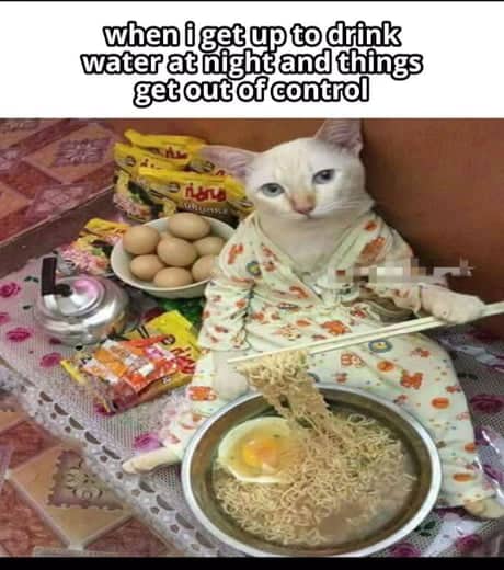 Cat can't sleep meme showing feline with massive noodle feast after getting up for water