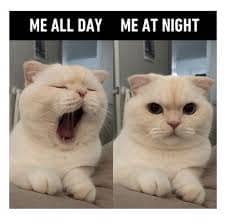 Cat can't sleep meme showing yawning exhaustion during day versus wide awake alertness at night