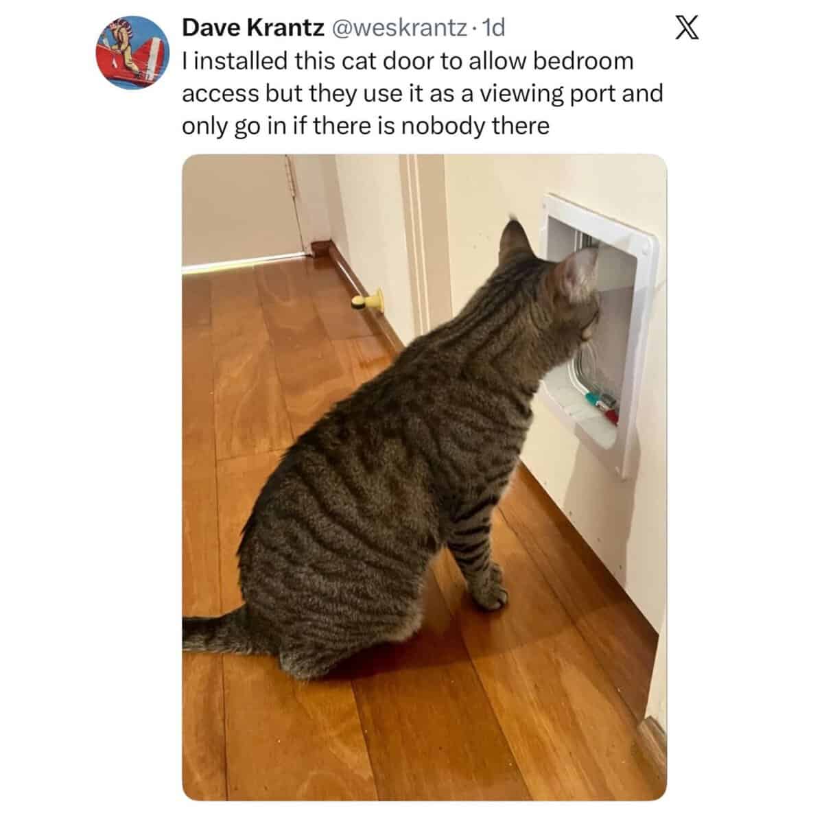 Cats being weird tabby cat peering through a cat door like it's a submarine periscope.