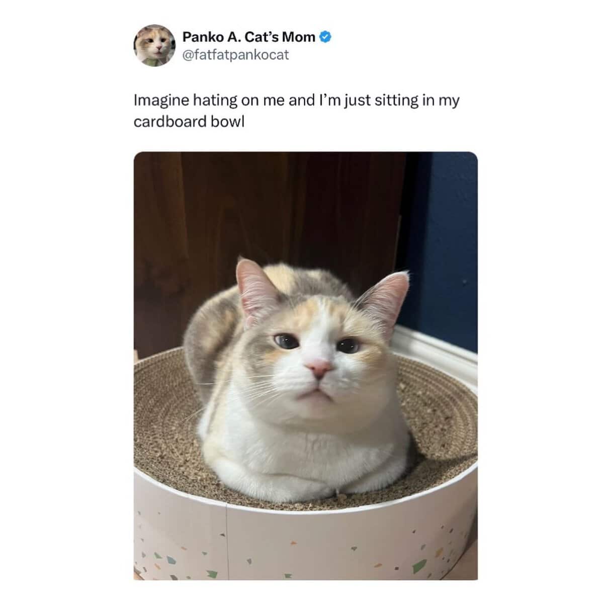 Cats being weird calico cat Panko loafed inside a circular cardboard scratching bowl looking unbothered.