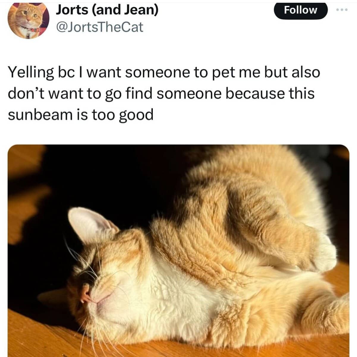 Cats being weird orange and white cat Jorts sprawled belly-up in a sunbeam yelling for attention.