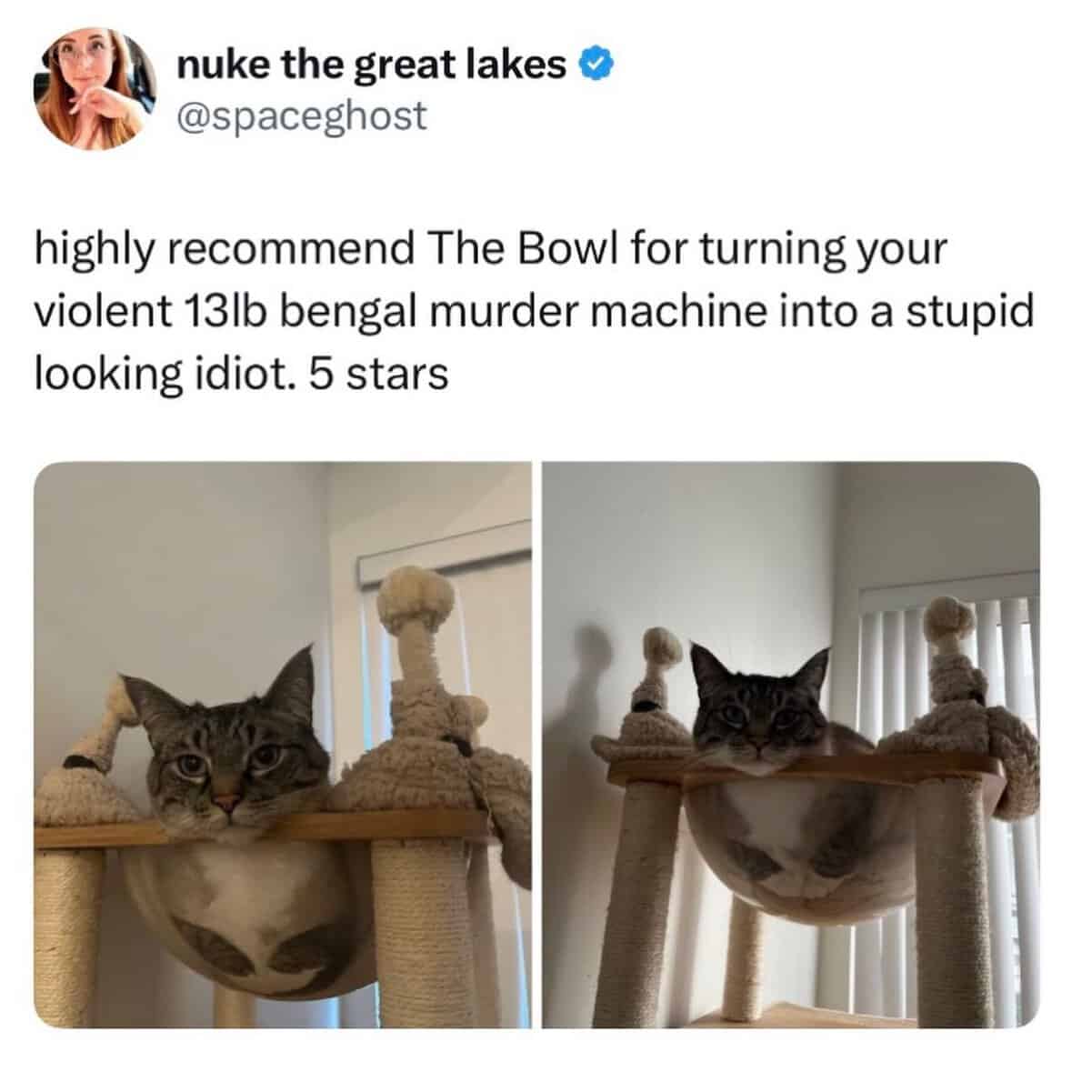 Cats being weird bengal cat squished into a small cat tree bowl looking deflated and silly.