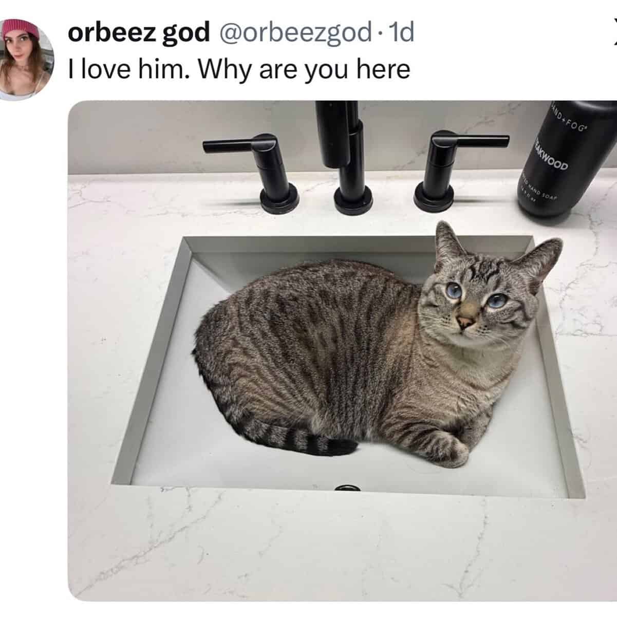 Cats being weird tabby cat loafed inside a clean bathroom sink staring judgmentally at the owner.