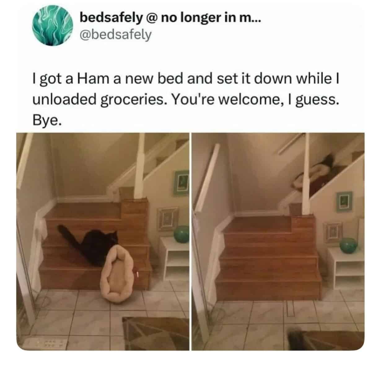 Cats being weird black cat rejecting a brand new pet bed on the stairs immediately.