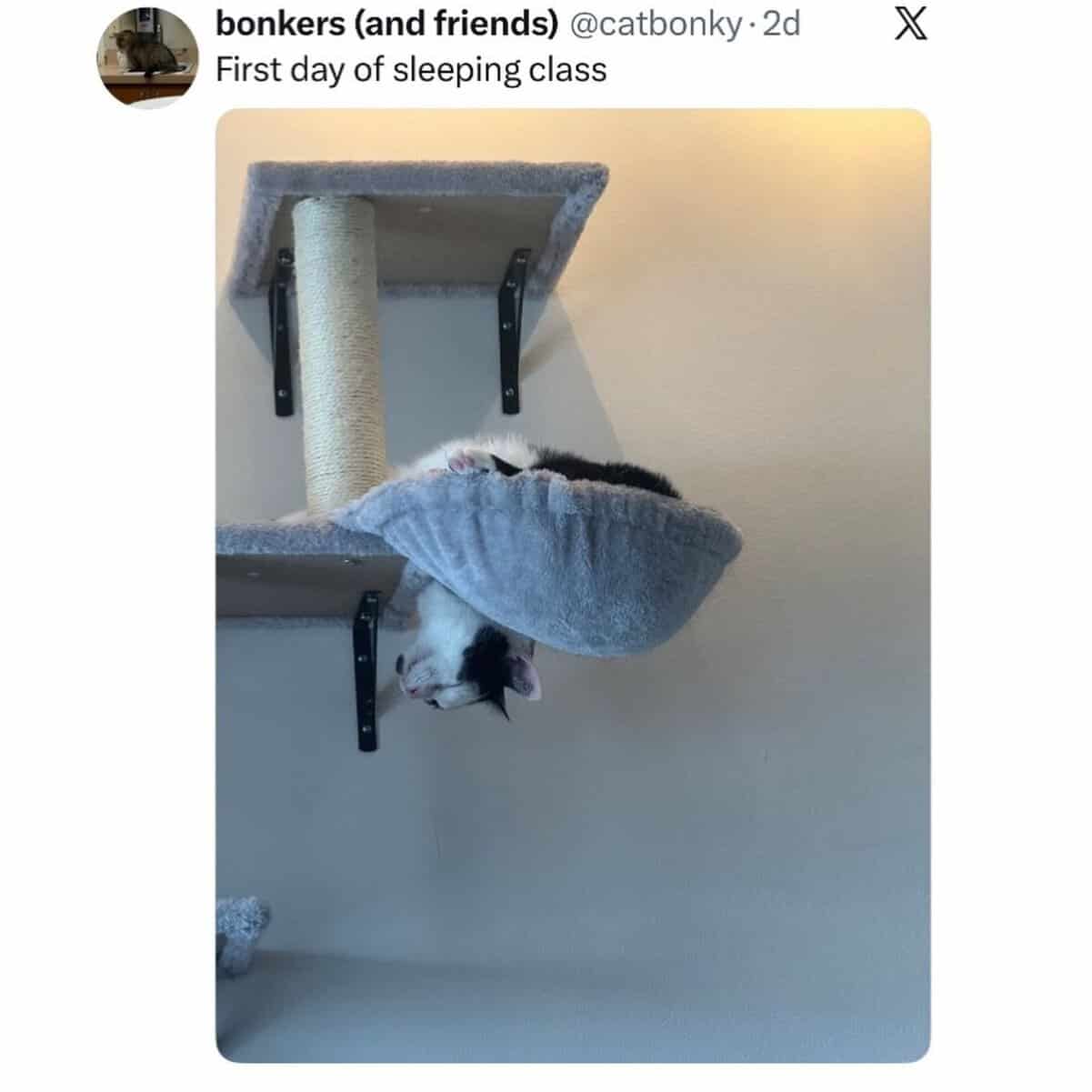 Cats being weird black and white cat sleeping upside down and dangling off a wall-mounted perch.