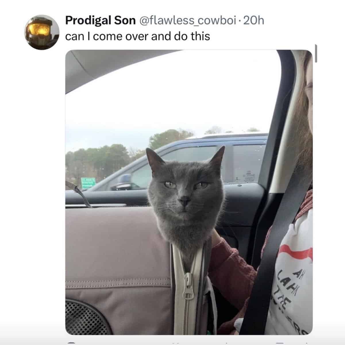 Cats being weird gray cat peeking grumpily out of a carrier zipper in the passenger seat.