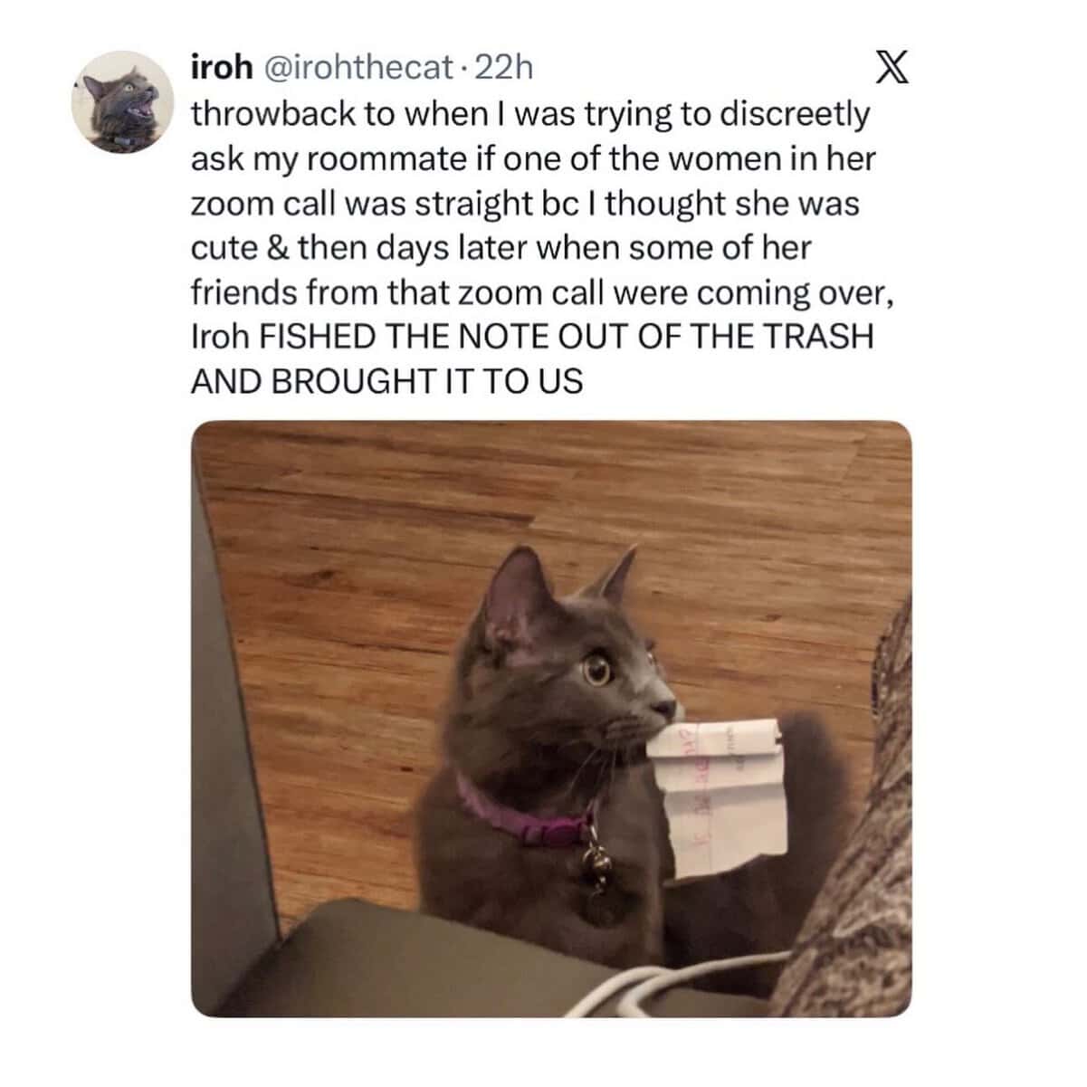 Cats being weird gray cat Iroh proudly retrieving a discarded note from the trash to expose owner.