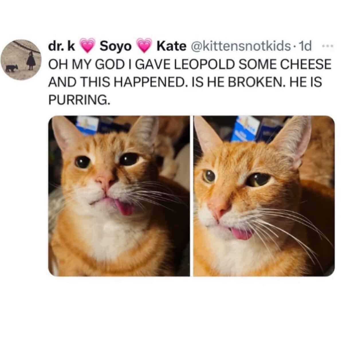 Cats being weird orange cat Leopold frozen mid-bliss with tongue out after tasting cheese.