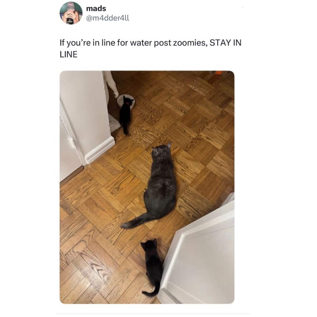 Cats being weird three black cats lined up single file waiting for the water bowl after zoomies.