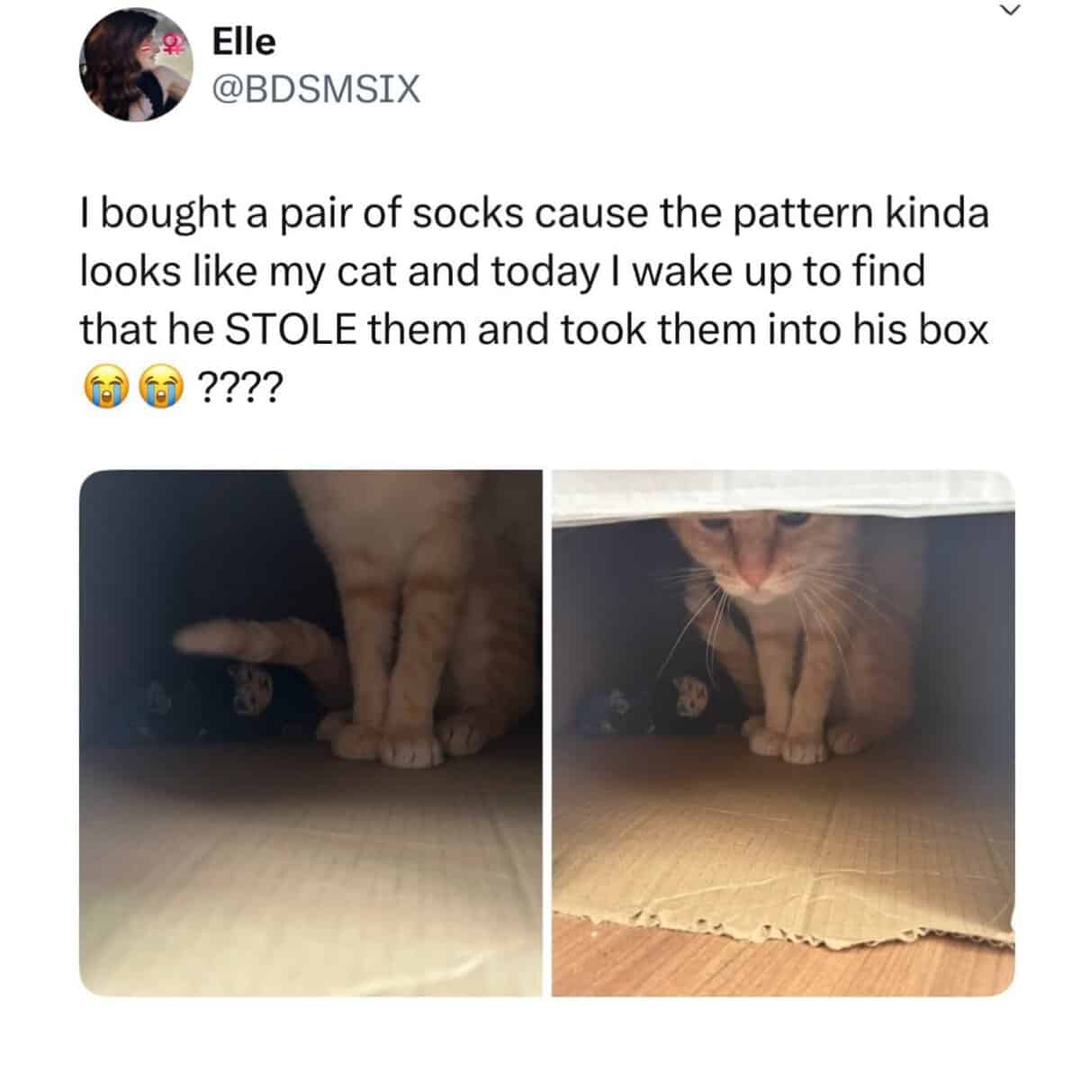 Cats being weird orange tabby stealing cat-patterned socks and hoarding them inside his cardboard box.