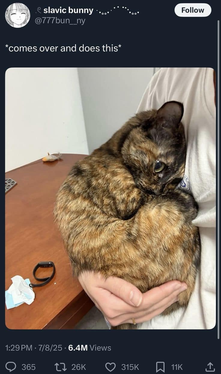 A heartwarming classic meme showing a fluffy tortoiseshell cat being scooped up into a tight, protective hug by its owner. The simple caption reads, "comes over and does this," representing pure feline affection.