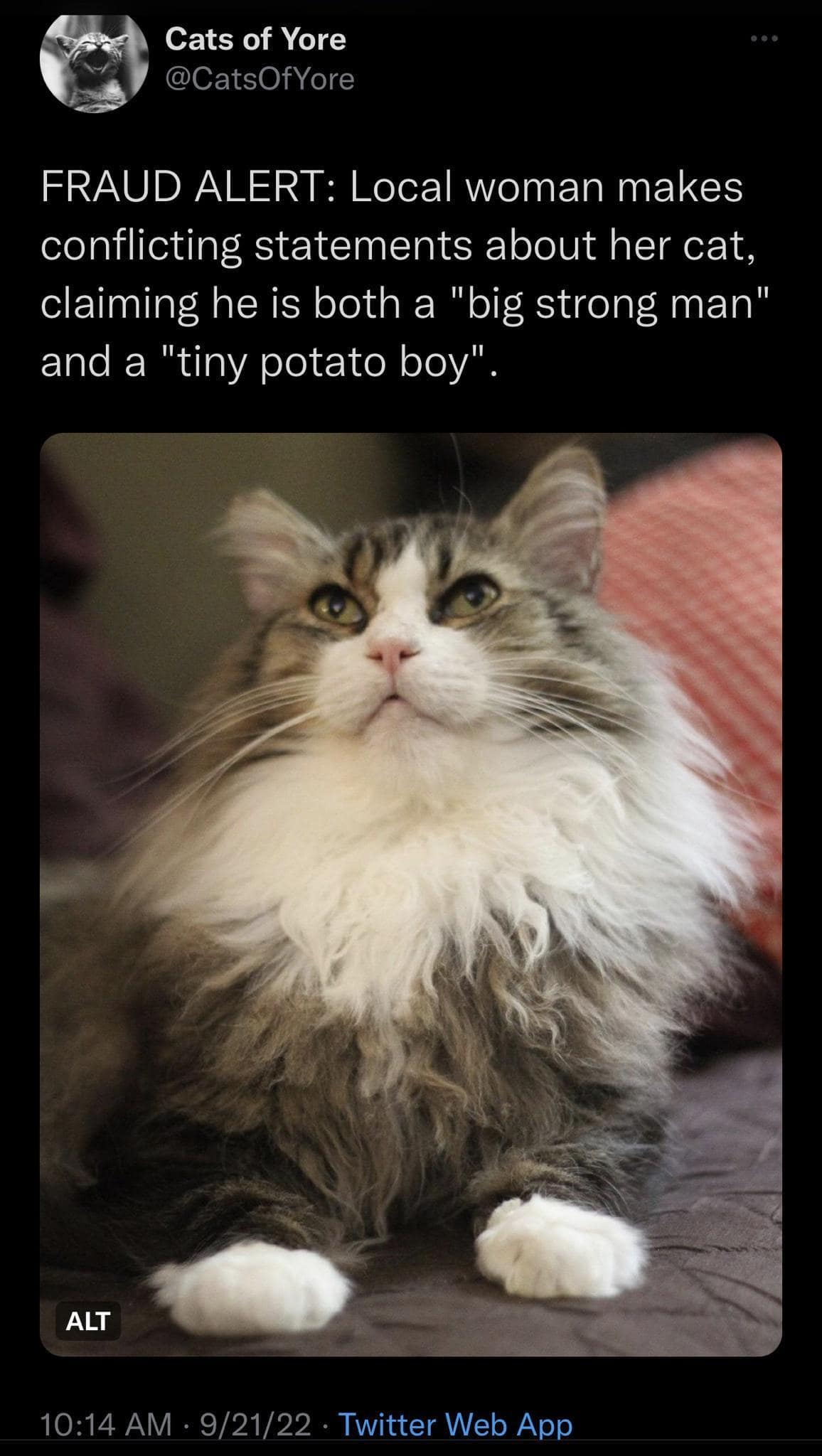 A classic meme tweet from Cats of Yore calling out a "FRAUD ALERT" for a woman who describes her cat as both a "big strong man" and a "tiny potato boy." The image shows a majestic, long-haired tabby cat looking regal and proud.